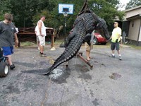 Alabama Alagator Sad  you are gone but glad you won't eat me